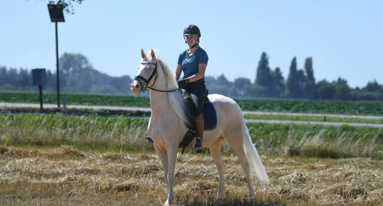 Rubi – Very special 8 year old Cremello Mare .
