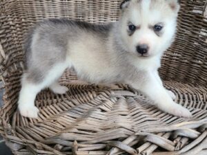 Sweet Siberian Husky Puppies .