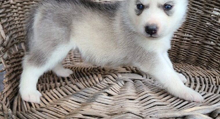 Sweet Siberian Husky Puppies .