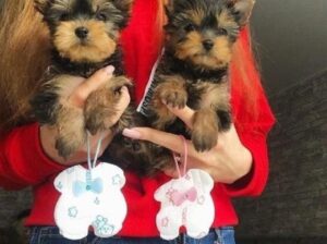 Purebred Tiny Yorkie Puppies.