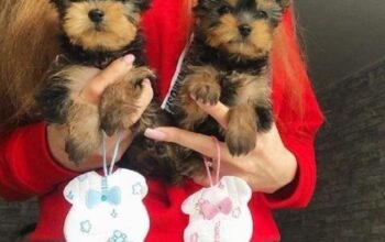Purebred Tiny Yorkie Puppies.