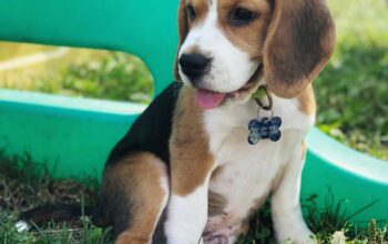 Cățeluși minunați de beagle gata de adopție..