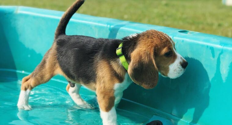 Cățeluși minunați de beagle gata de adopție..