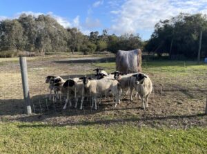 Goats, sheep, Alpacas & chicken and eggs for sale