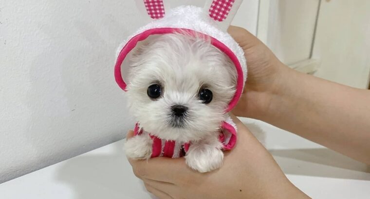 Cute Maltese Puppies for sale