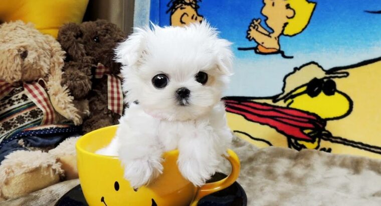 Korean TeaCup Maltese Puppies for sale