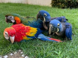 RED AND BLUE MACAW PARROTS FOR SALE.