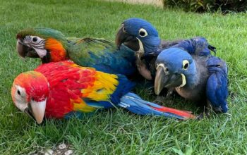 RED AND BLUE MACAW PARROTS FOR SALE.