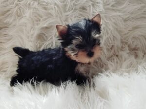 Healthy Teacup Yorkie puppies for rehoming.