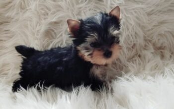 Intelligent Teacup Yorkie puppies for rehoming!