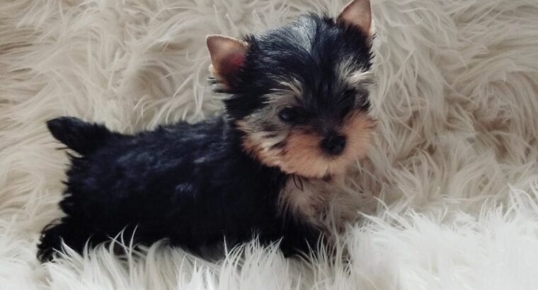 Super adorable Teacup Yorkie Pups for adoption