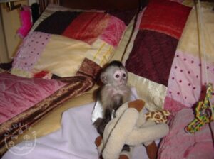 Adorable Capuchin Monkey. Grab NOW!