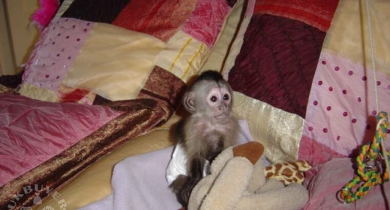 Very healthy and well Trained Baby Capuchin Monkey
