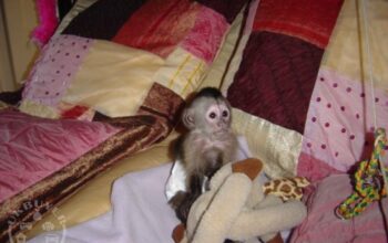 Adorable and Sweet Capuchin Monkey