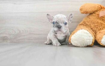 AKC Quality French Bulldog Puppy For Sale!!!