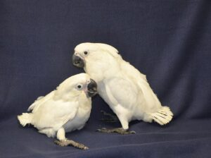 Umbrella cockatoo Parrots for sale