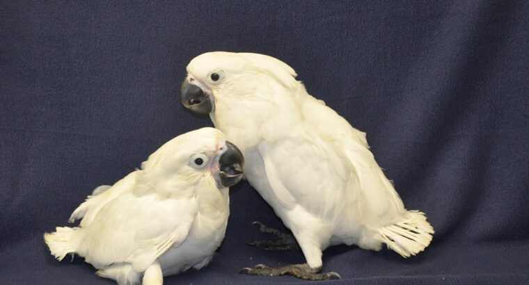 Umbrella cockatoo Parrots for sale