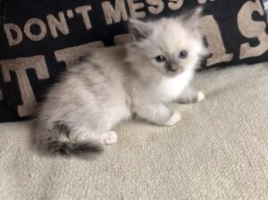 Mitted Blue Colour point Female Ragdoll Kitten