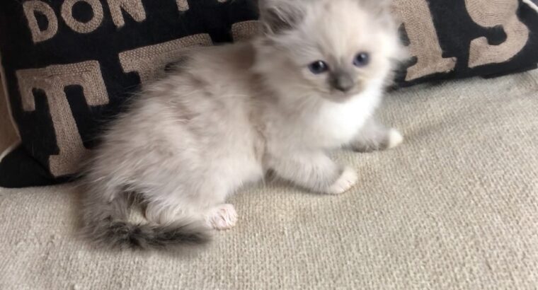 Mitted Blue Colour point Female Ragdoll Kitten