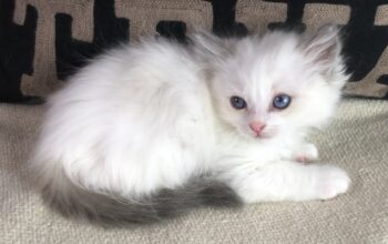 Available Ragdoll Kittens for Sale