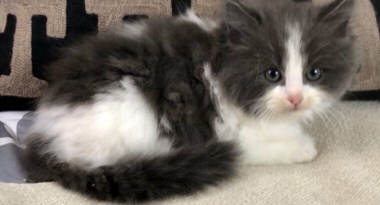 LEXINGTON: Black and White Bicolor Ragdoll Kitten