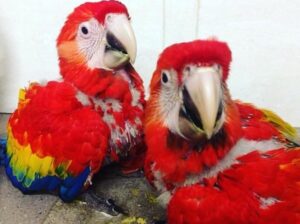 Scarlet macaw Parrots for sale