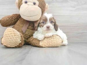 adorable SHIPOO Puppies for sale