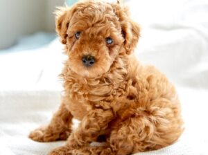 Charming poodle puppies for sale