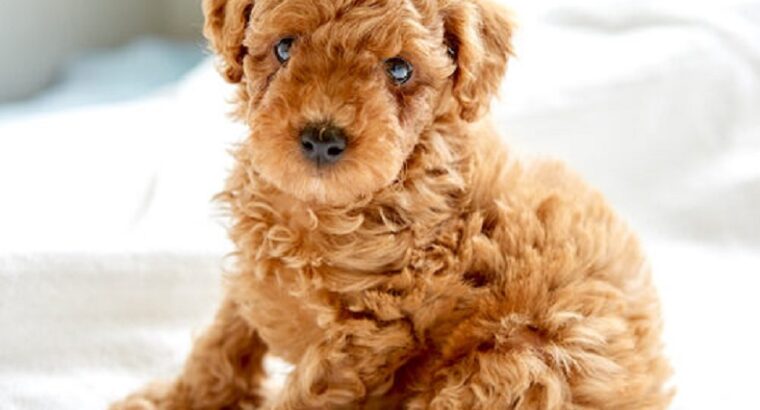 Cuddly poodle puppıes for sale