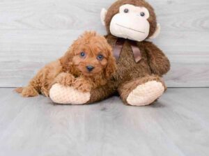 AVAILABLE Cavapoo Puppies for sale