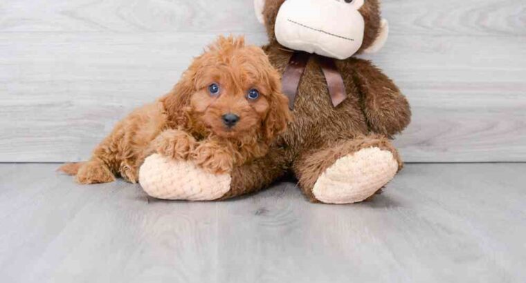 AVAILABLE Cavapoo Puppies for sale