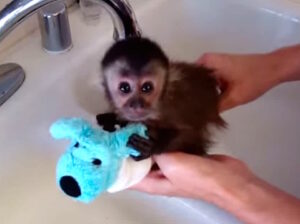 Super adorable Baby Capuchin Monkeys available