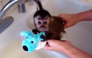 Capuchin Monkeys available for rehoming