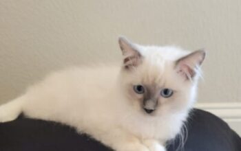 Mitted Blue Colour point Male Ragdoll Kitten