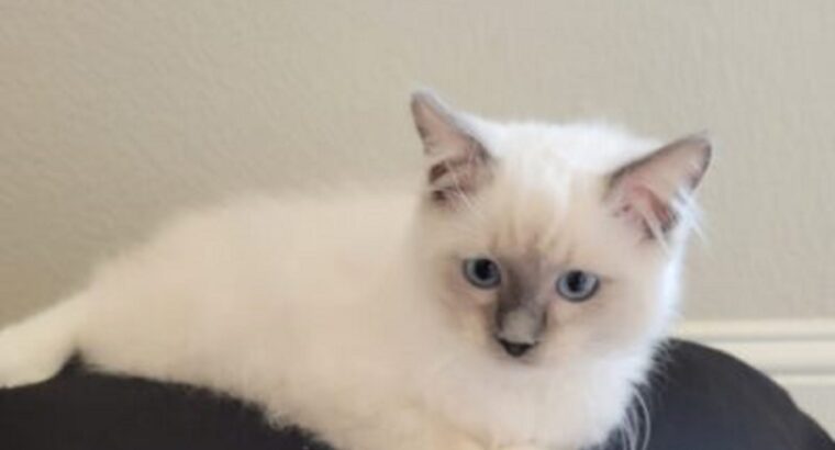 Mitted Blue Colour point Male Ragdoll Kitten