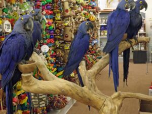 Hyacinth Macaw Parrots, Cockatoos Parrots
