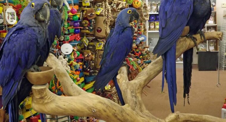 Hyacinth Macaw Parrots, Cockatoos Parrots