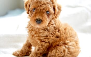 Cheerful poodle puppies for sale