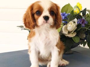 Puppies of the Cavalier breed, male and female