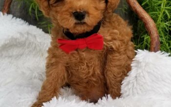 Purebred Toy Poodle puppies