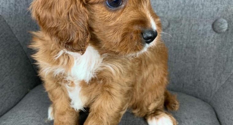 Cute Cavapoo Puppies Available