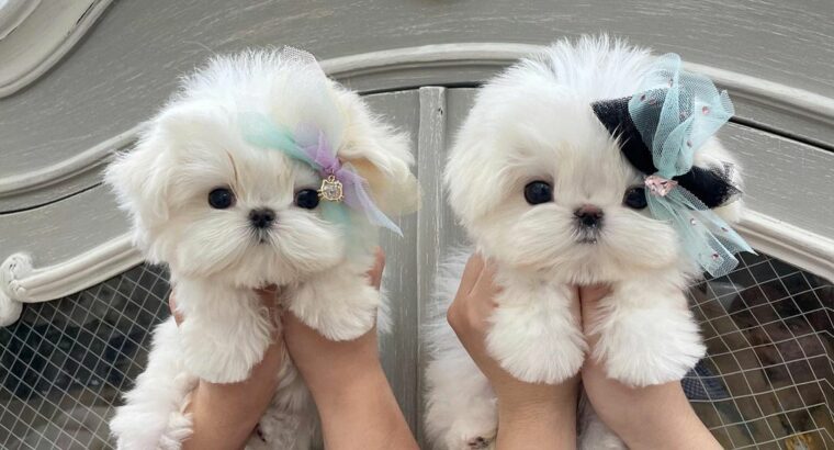 adorable white maltese puppies