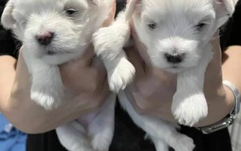maltese available for sale