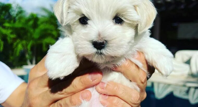 adorable white maltese puppies