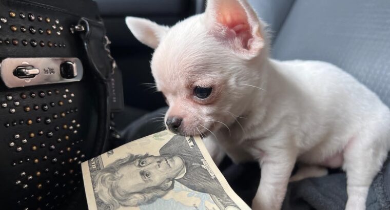 Shorthair chihuahua puppies available