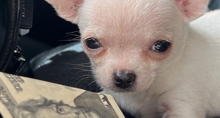 Shorthair chihuahua puppies available