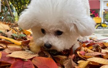 maltese available for sale