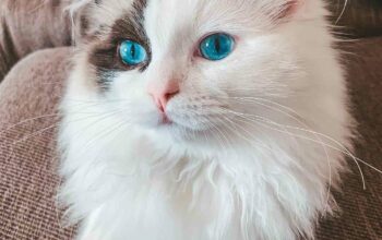 Adorable ragdoll kitten available for sale