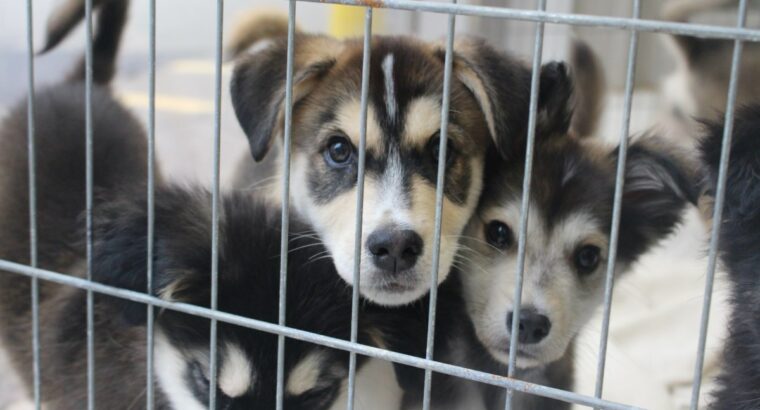 Akita Puppies Available