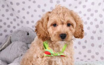 cockapoo puppies available